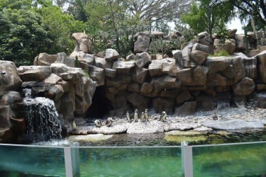 Pingüinos en el zoologico la Aurora